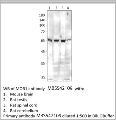 product-image-AAA14412_WB3.jpg