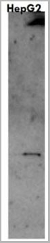 product-image-AAA14413_WB.jpg