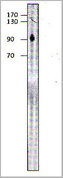 product-image-AAA14415_WB.jpg
