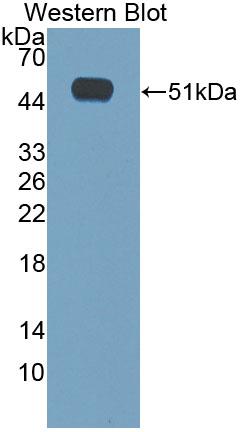 product-image-AAA144770_WB15.jpg