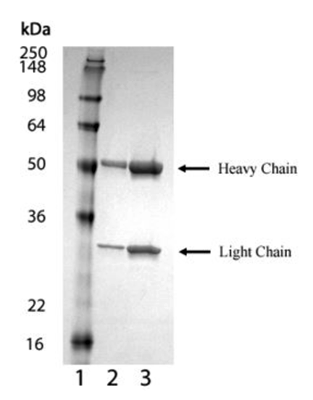 product-image-AAA14516_SDS_PAGE2.jpg