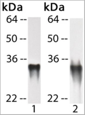 product-image-AAA14519_WB2.jpg
