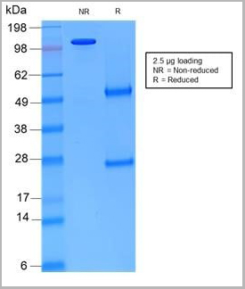 product-image-AAA14574_SDS_PAGE11.jpg