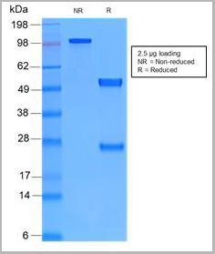product-image-AAA14575_SDS_PAGE2.jpg