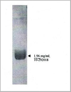product-image-AAA14630_SDS_PAGE.jpg