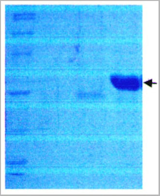 product-image-AAA14633_SDS_PAGE.jpg