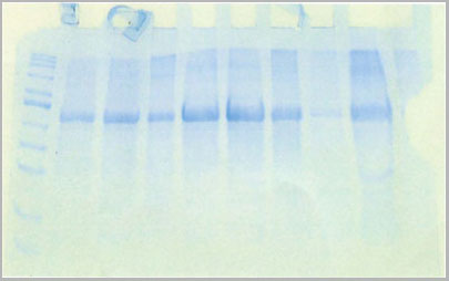 product-image-AAA14637_SDS_PAGE.jpg