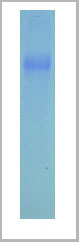 product-image-AAA14641_SDS_PAGE.jpg