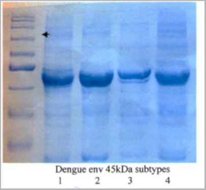 product-image-AAA14642_SDS_PAGE.jpg