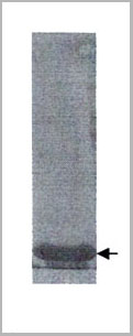 product-image-AAA14646_APP.jpg