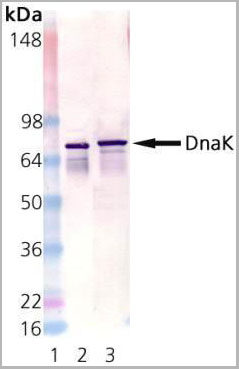 product-image-AAA14655_WB.jpg