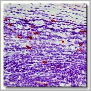 product-image-AAA14660_IHC.jpg