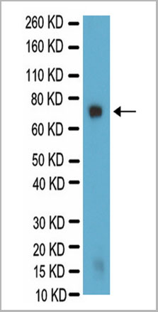 product-image-AAA14685_WB.jpg