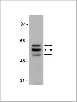 product-image-AAA14686_WB.jpg