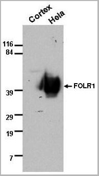product-image-AAA14691_WB.jpg