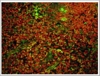 product-image-AAA14692_IHC2.jpg