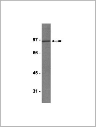 product-image-AAA14699_WB.jpg