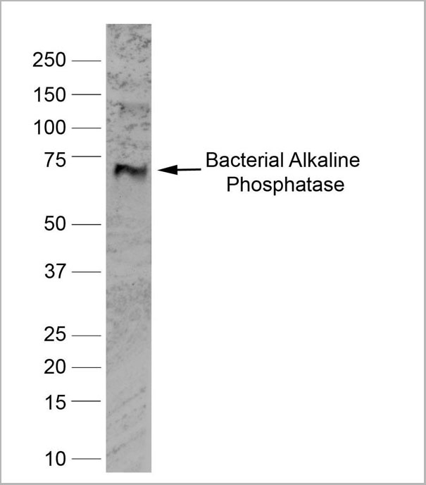 product-image-AAA14702_WB.jpg