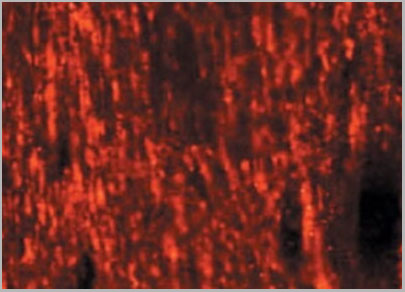 product-image-AAA14716_IHC.jpg