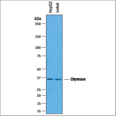 product-image-AAA14718_WB.jpg