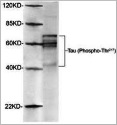 product-image-AAA14727_WB2.jpg