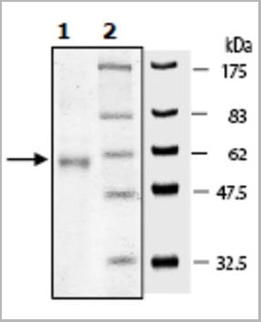 product-image-AAA14760_SDS_PAGE2.jpg