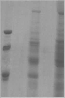 product-image-AAA14809_SDS_PAGE.jpg