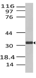 product-image-AAA14862_WB.jpg
