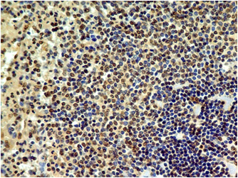product-image-AAA14866_IHC7.jpg