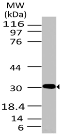 product-image-AAA14866_WB.jpg