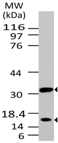 product-image-AAA14867_WB.jpg