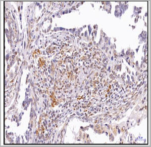 product-image-AAA14873_IHC7.jpg