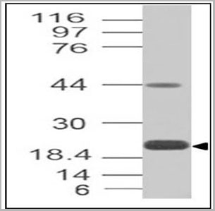 product-image-AAA14873_WB3.jpg