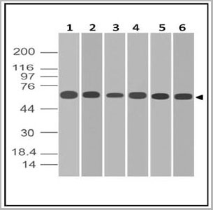 product-image-AAA14873_WB4.jpg