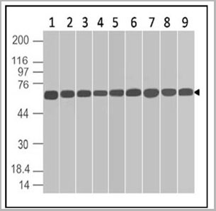 product-image-AAA14873_WB6.jpg