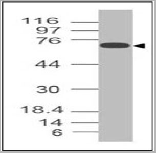 product-image-AAA14873_WB8.jpg