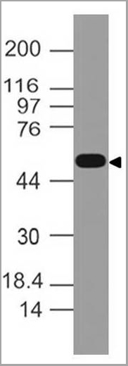 product-image-AAA14877_WB6.jpg