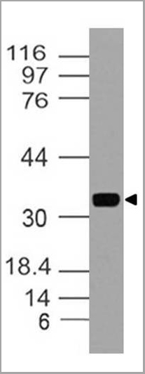 product-image-AAA14880_WB.jpg