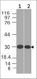 product-image-AAA14884_WB.jpg