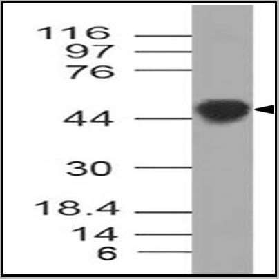 product-image-AAA14886_WB2.jpg