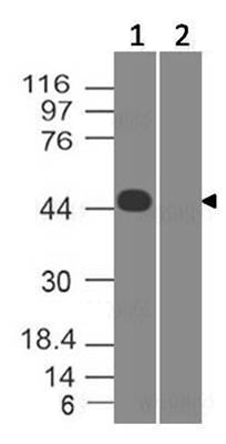 product-image-AAA14886_WB3.jpg