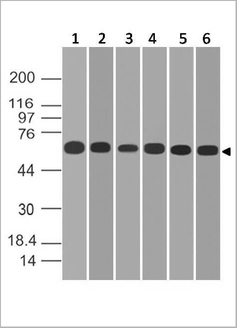 product-image-AAA14889_WB4.jpg
