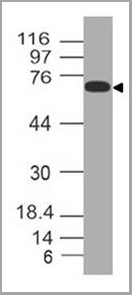 product-image-AAA14889_WB8.jpg
