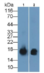product-image-AAA151748_WB13.png
