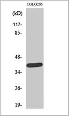 product-image-AAA15347_WB2.jpg