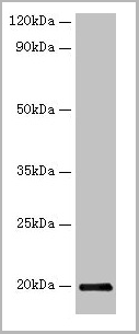 product-image-AAA15952_WB.png