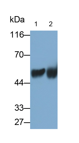 product-image-AAA162037_WB15.jpg