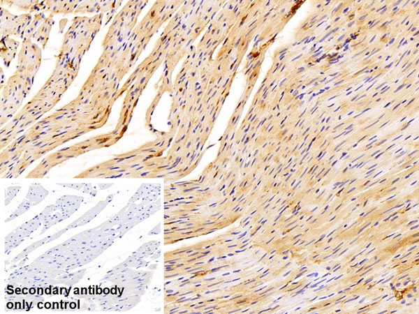 product-image-AAA162055_IHC15.jpg