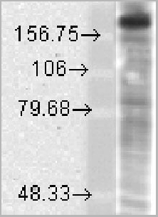product-image-AAA17779_WB2.jpg