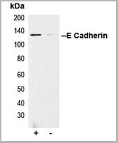 product-image-AAA17813_IP4.jpg